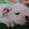 Chimari